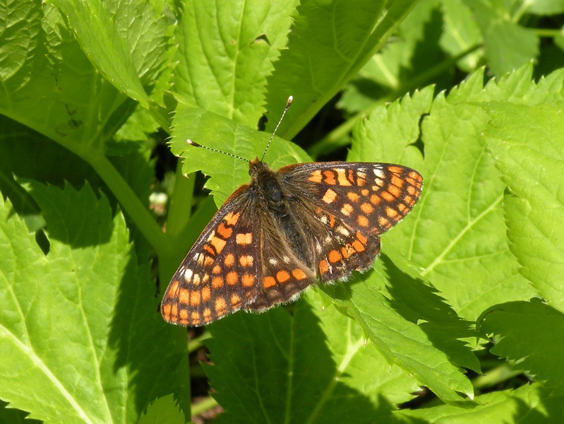 Nymphalidae